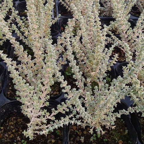 メイレアナ:ブルーブッシュ4号鉢植え