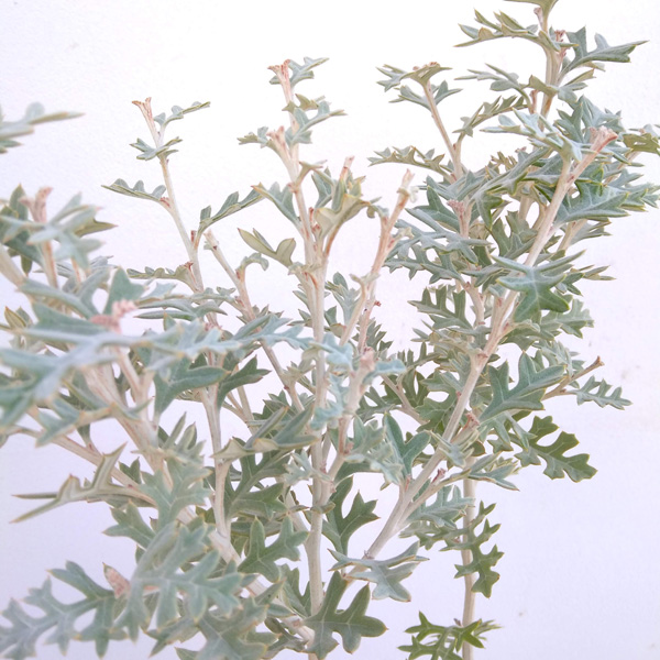 【現品】グレビレア・ウィリシィー（ロック・グレビレア）　8号　テ６番 グレビレア・ウィリシー（ロックグレビレア） 5号ロングスリット鉢