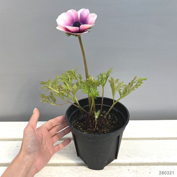 アネモネ:モナリザ ・ワインホワイト(複色)5号鉢植え