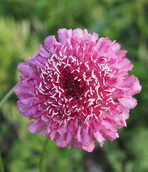 スカビオサ：サーモンピンク3.5号ポット