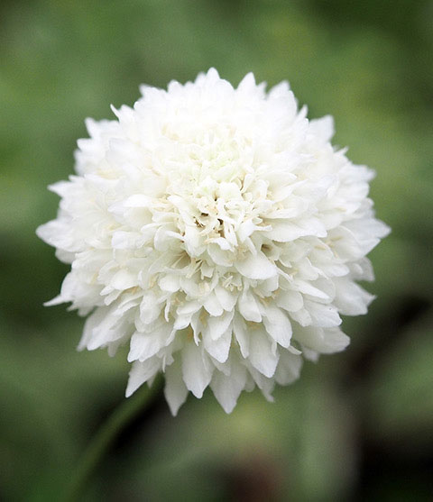 スカビオサ：スノーメイデン3.5号ポット