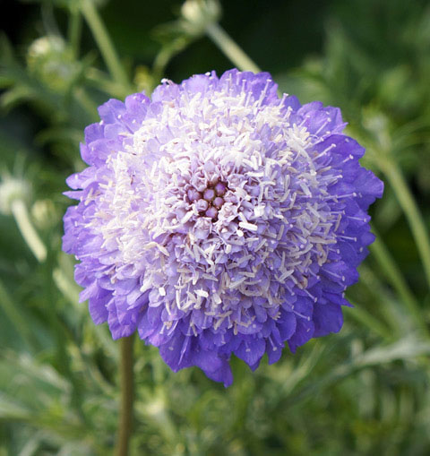 スカビオサ：オックスフォードブルー3.5号ポット