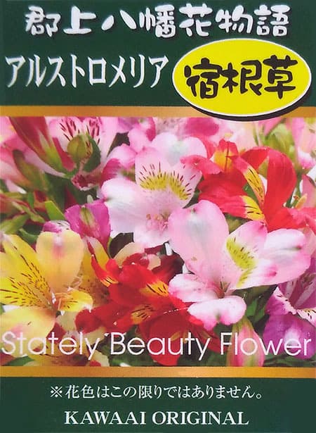 アルストロメリア:品種ミックス3.5号ポット