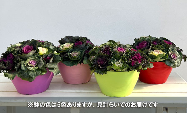 ハボタン：ジュエリーシュー6号鉢植え