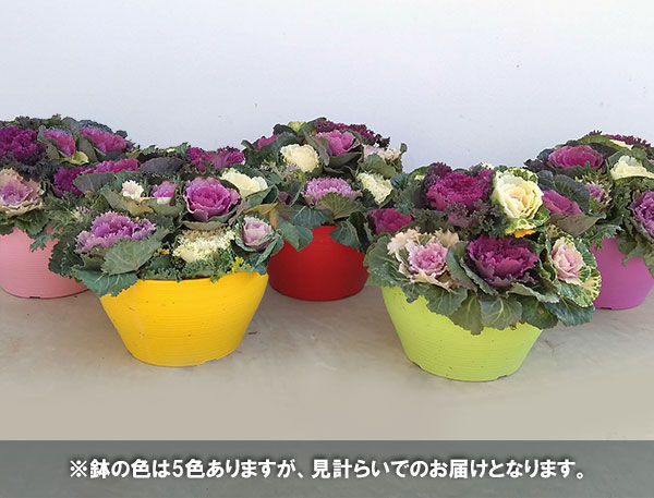 ハボタン:ジュエリーシュー6号鉢植え