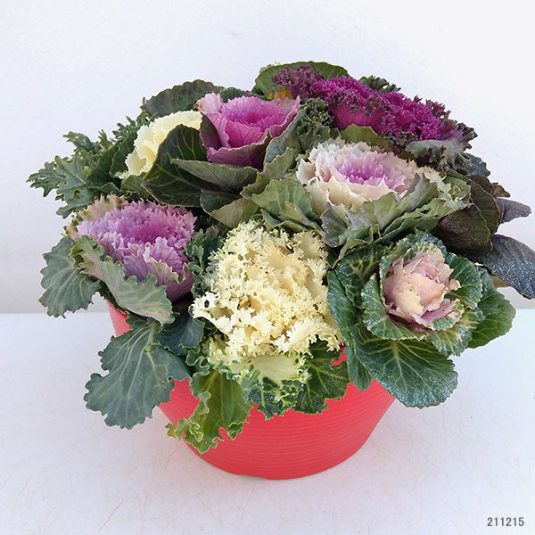 ハボタン:ジュエリーシュー6号鉢植え