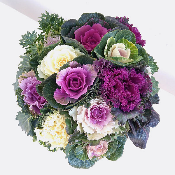 ハボタン:ジュエリーシュー6号鉢植え