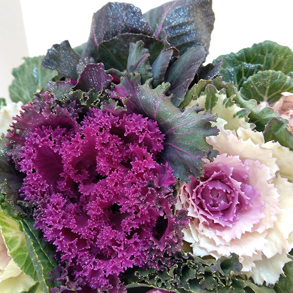 ハボタン:ジュエリーシュー6号鉢植え