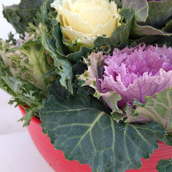 ハボタン:ジュエリーシュー6号鉢植え