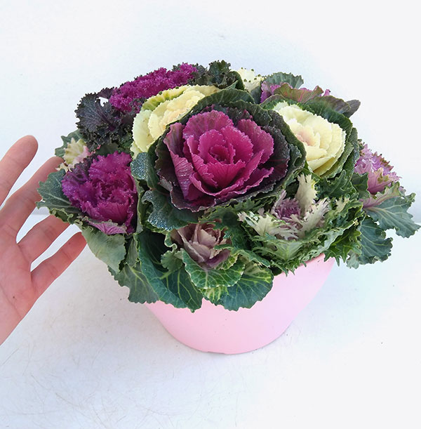 ハボタン:ジュエリーシュー6号鉢植え