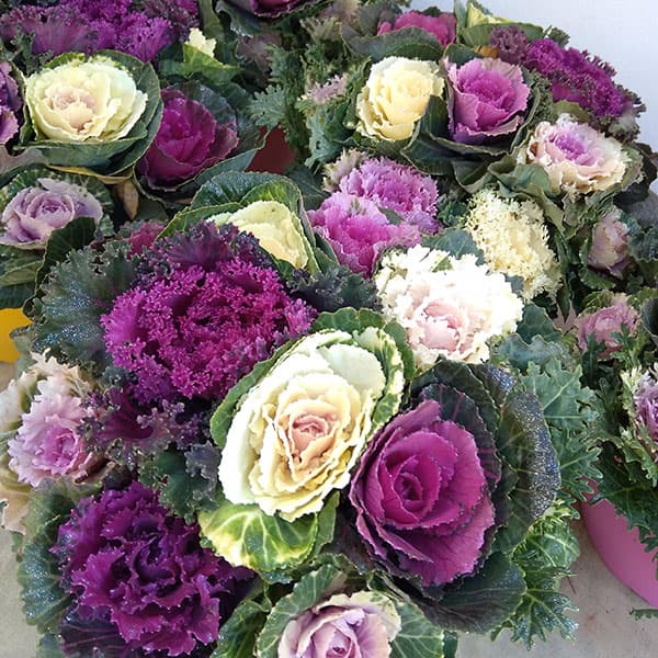 ハボタン:ジュエリーシュー6号鉢植え