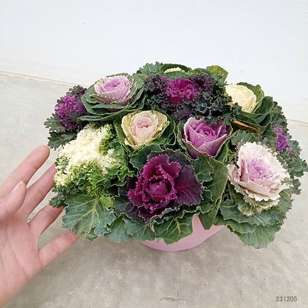 ハボタン:ジュエリーシュー6号鉢植え