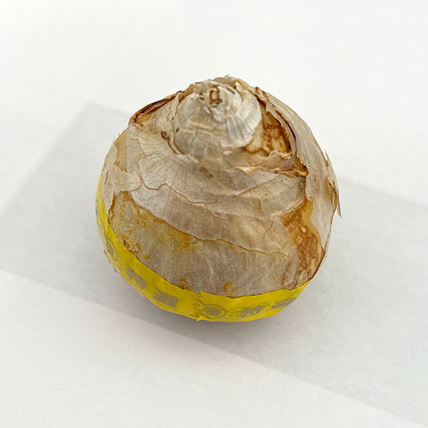 ヒヤシンス大球：シティオブハーレム（黄）1球