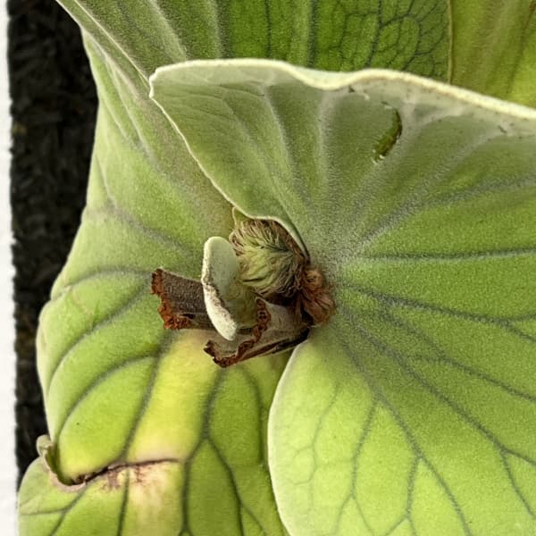 ビカクシダ（コウモリラン）：エレファントティス／本ヘゴ仕立て　26-01