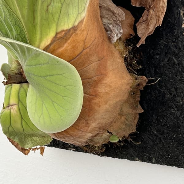 ビカクシダ（コウモリラン）：エレファントティス／本ヘゴ仕立て　26-01