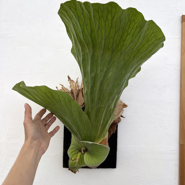 ビカクシダ（コウモリラン）：エレファントティス／本ヘゴ仕立て　26-01