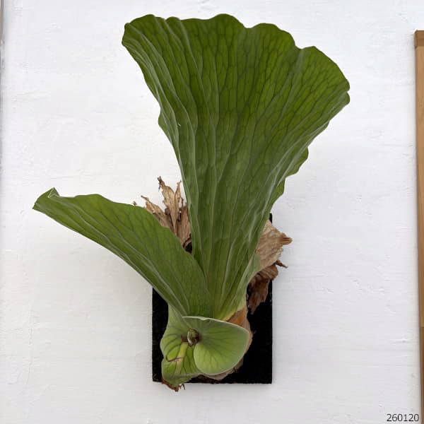 ビカクシダ（コウモリラン）：エレファントティス／本ヘゴ仕立て　26-01