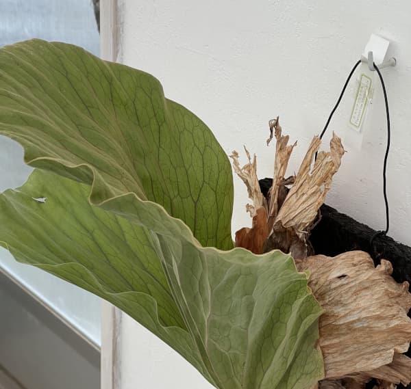 ビカクシダ（コウモリラン）：エレファントティス／本ヘゴ仕立て　26-01