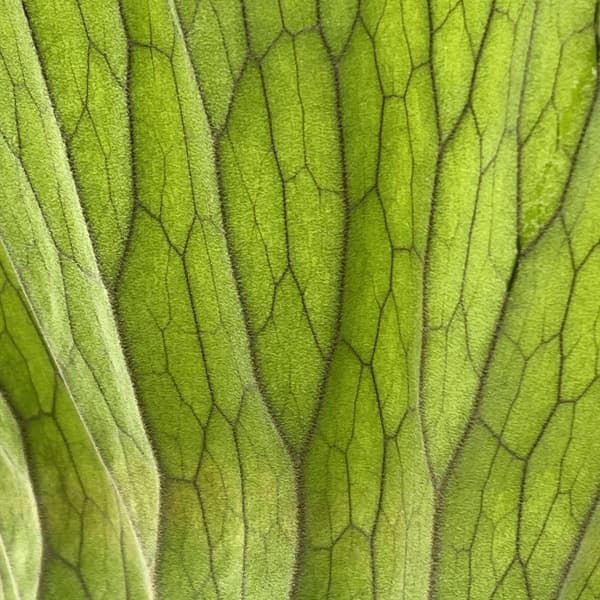 ビカクシダ（コウモリラン）：エレファントティス／本ヘゴ仕立て　26-01