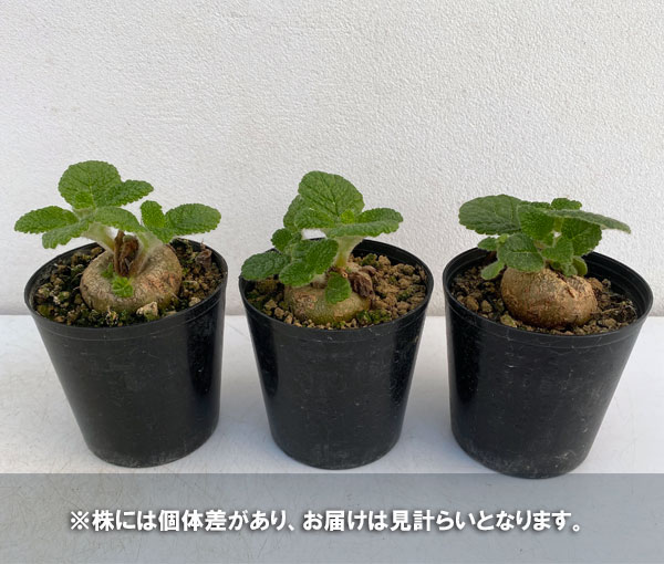 シンニンギア・フロリアノポリス　3号