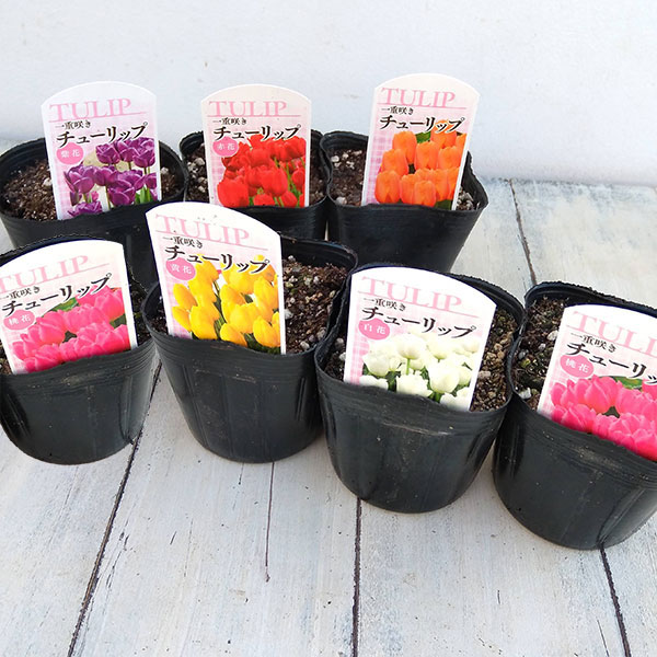 チューリップ：一重咲き品種ミックス 3号 7ポットセット