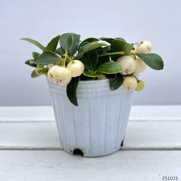 チェッカーベリー：ビックベリーホワイト（白実）3号ポット