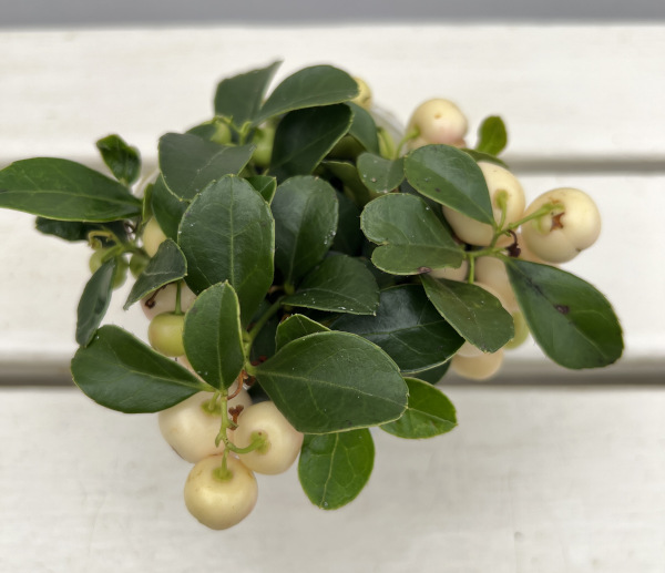 チェッカーベリー：ビックベリーホワイト（白実）3号ポット