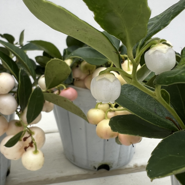 チェッカーベリー：ビックベリーホワイト（白実）3号ポット