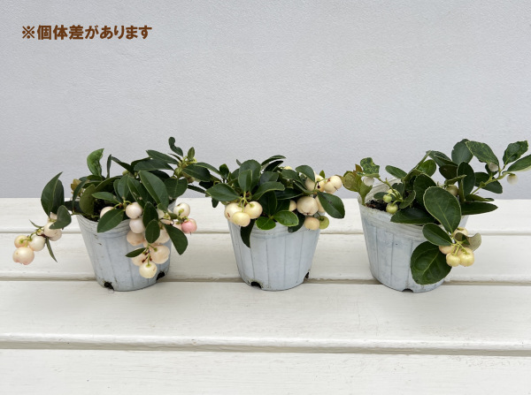 チェッカーベリー：ビックベリーホワイト（白実）3号ポット