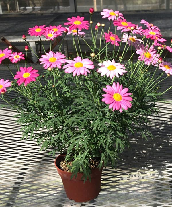 マーガレット：バブルガムプラスト4号鉢植え[2月～6月頃開花 明るいピンク 花色が変化する]