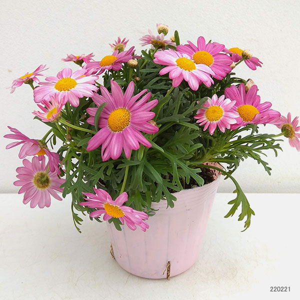 マーガレット：バブルガムプラスト4号鉢植え[2月～6月頃開花 明るいピンク 花色が変化する]