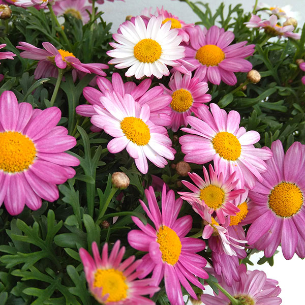 マーガレット：バブルガムプラスト4号鉢植え[2月～6月頃開花 明るいピンク 花色が変化する]