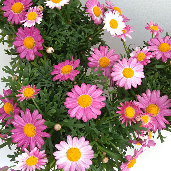 マーガレット：バブルガムプラスト4号鉢植え[2月～6月頃開花 明るいピンク 花色が変化する]