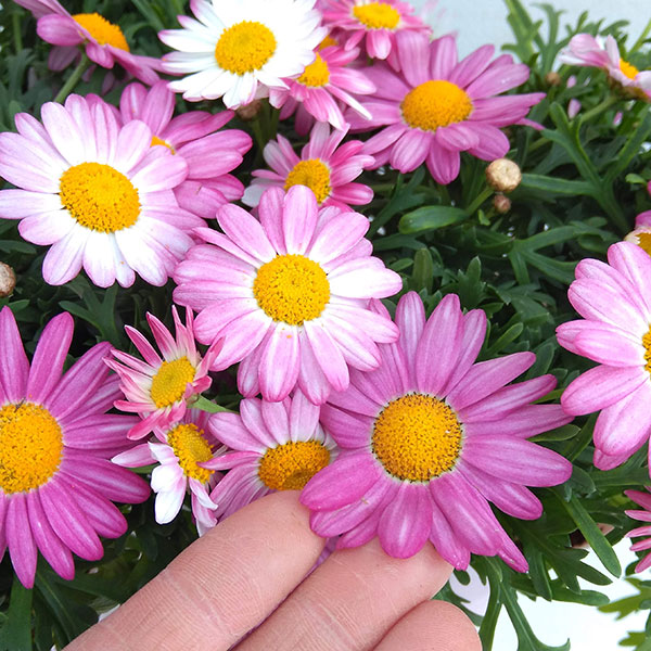 マーガレット：バブルガムプラスト4号鉢植え[2月～6月頃開花 明るいピンク 花色が変化する]