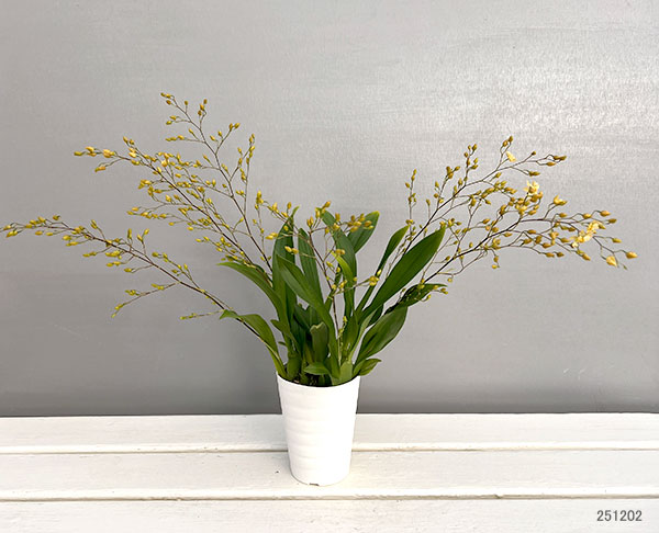 オンシジウム:トゥインクル フレグランスファンタジー3.5号ポット