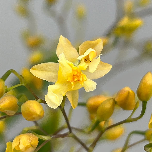 オンシジウム:トゥインクル フレグランスファンタジー3.5号ポット