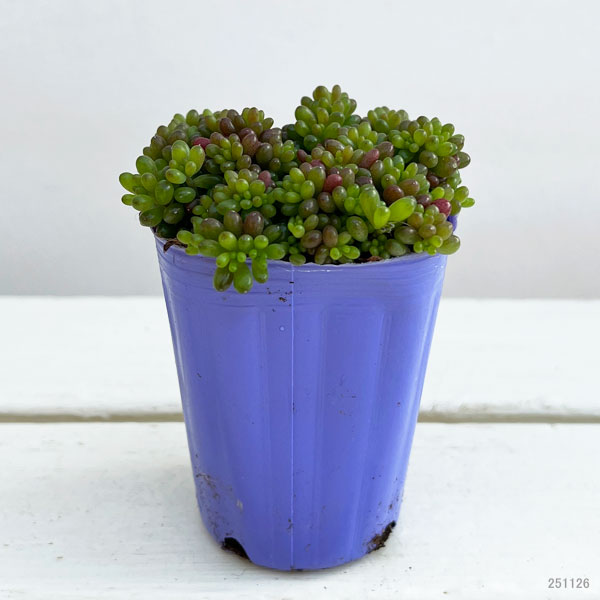 セダム:レッドベリー2.5号ポット