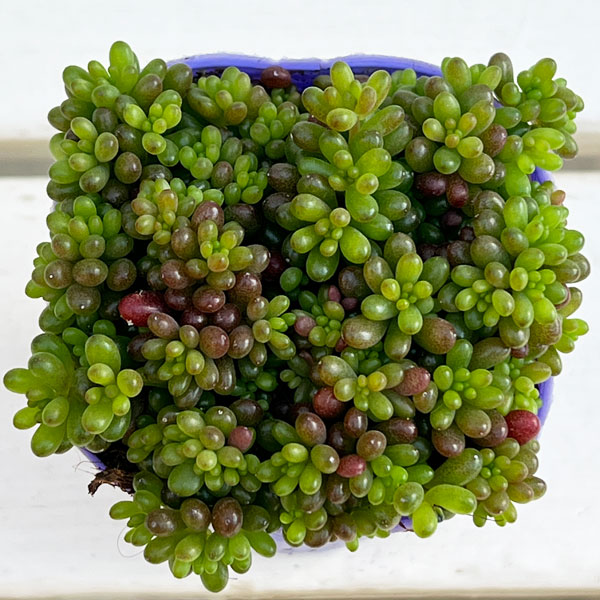 セダム:レッドベリー2.5号ポット