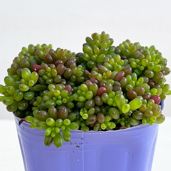 セダム:レッドベリー2.5号ポット