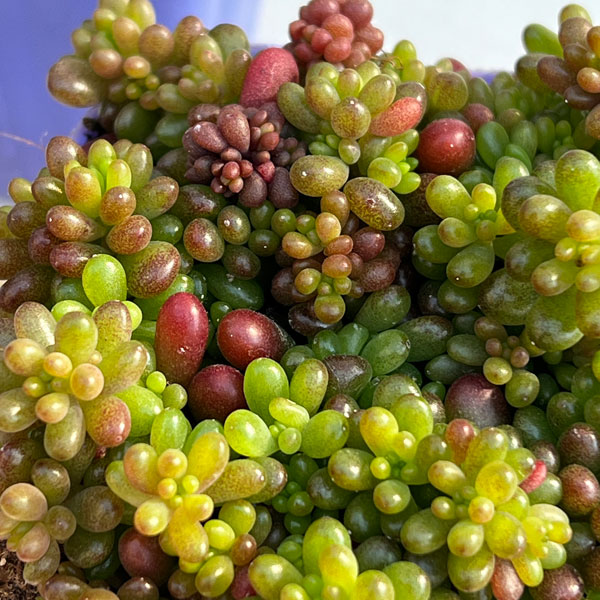 セダム:レッドベリー2.5号ポット