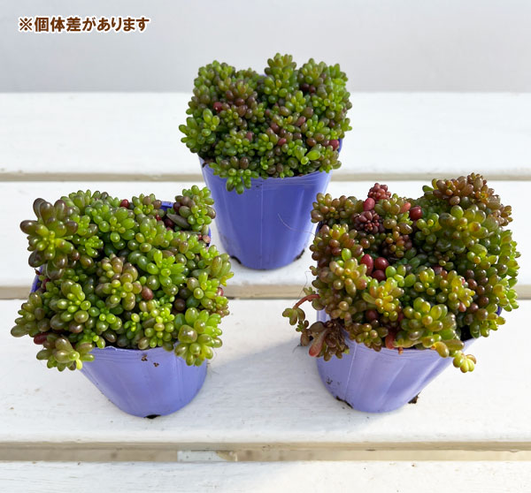 セダム:レッドベリー2.5号ポット