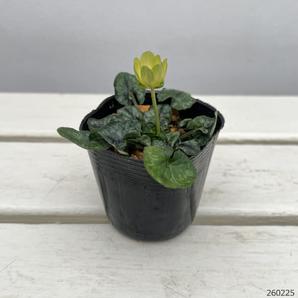 ヒメリュウキンカ：ブンチ2.5号ポット 2株セット