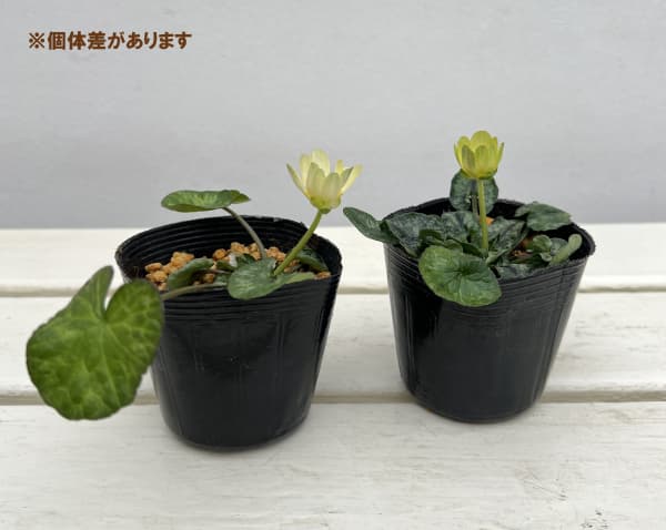 ヒメリュウキンカ：ブンチ2.5号ポット 2株セット