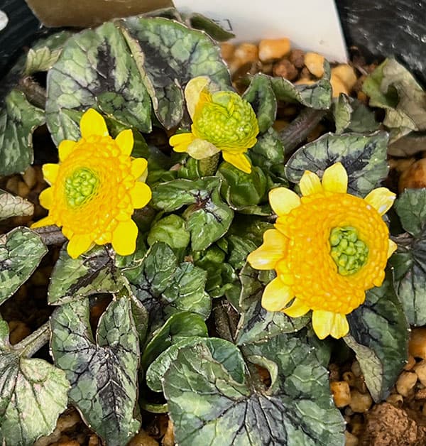 ヒメリュウキンカ:コーラレット2.5号ポット 2株セット