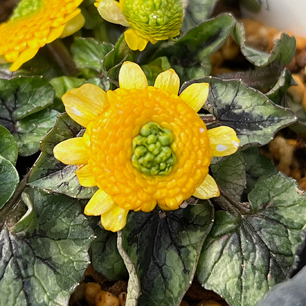 ヒメリュウキンカ:コーラレット2.5号ポット 2株セット