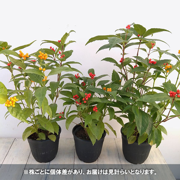 千両（センリョウ）：2色植え（赤実と黄実）5号ポット[実付き]