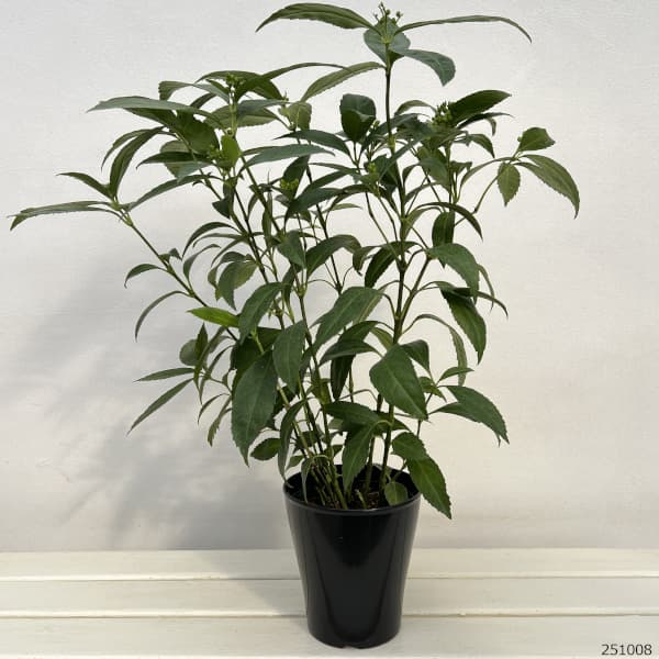 千両（センリョウ）：2色植え（赤実と黄実）5号ポット[実付き]