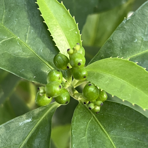 千両（センリョウ）：2色植え（赤実と黄実）5号ポット[実付き]