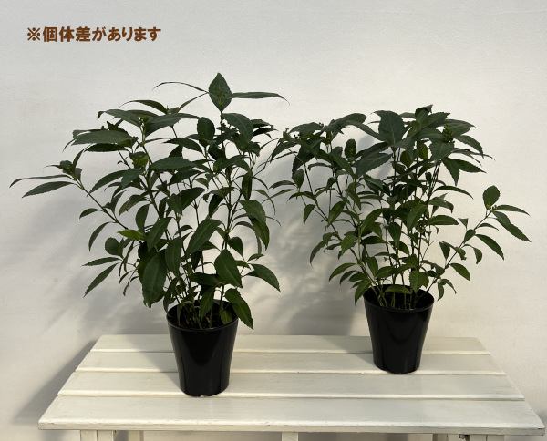 千両（センリョウ）：2色植え（赤実と黄実）5号ポット[実付き]