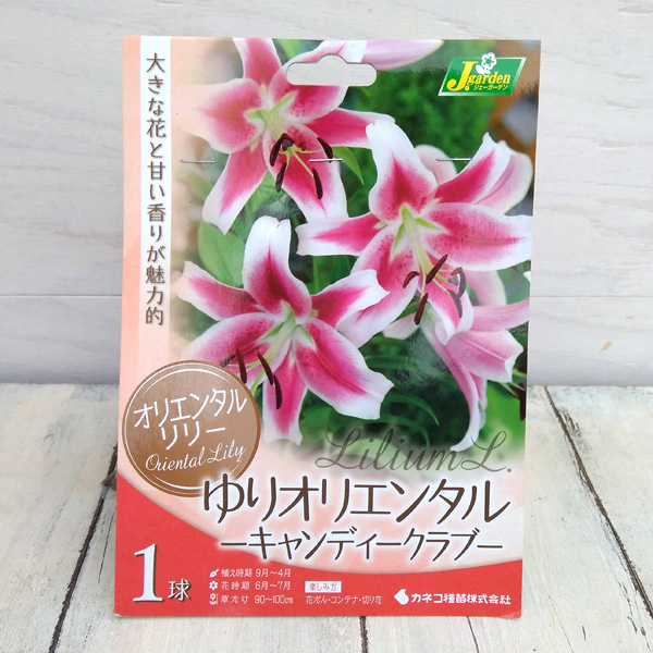 オリエンタルリリー：キャンディークラブ1球